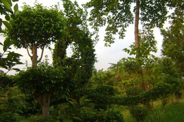 Sabujban Resort Plants